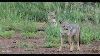 Sidestriped jackals [upl. by Hendricks840]