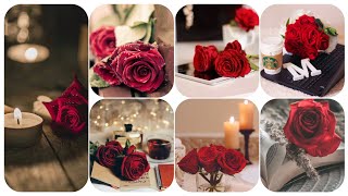 Red rose dpz  Red flower profile pic  Red rose picture  Whatsapp dpz [upl. by Atsirk]