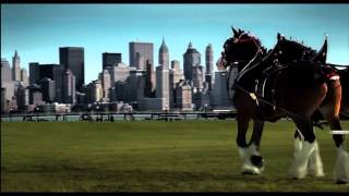 911 Budweiser Clydesdales Tribute in HD [upl. by Ahsenac]