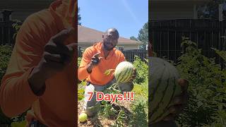 Watermelon Pruning Result Part 2 growingwatermelon watermelon watermelonpruning [upl. by Ruelu420]