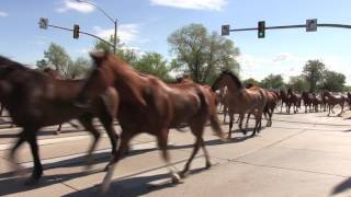 Eatons Ranch 2017 Horse Drive [upl. by Winifield871]