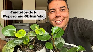 Cuidados y Reproducción de la PEPEROMIA OBTUSIFOLIA [upl. by Anuqahs]