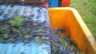 Wild Blueberry Picking in New Brunswick Canada 1 [upl. by Lem850]