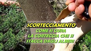 SCORTECCIAMENTO COME SI CURA LA CORTECCIA STACCATA DAGLI ALBERI [upl. by Ru951]