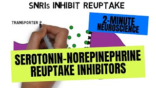 2Minute Neuroscience SerotoninNorepinephrine Reuptake Inhibitors SNRIs [upl. by Linnie]