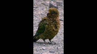 Aotearoa New Zealands Kea WorldParrotDay [upl. by Atis]