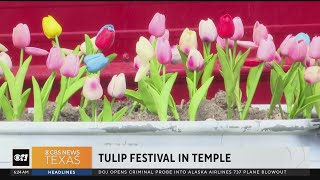 Texas tulip festival kicks off in Temple [upl. by Sajovich636]