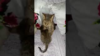 plzsubscribe uttrakhand 🐱🐱❤️❤️ [upl. by Guzel]