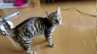 Moet the Toyger Sit [upl. by Flagler]