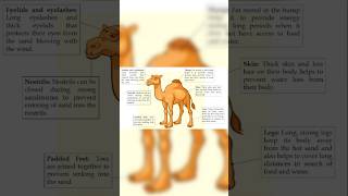 Adaptation in camel for living in hot deserts  Labelling adaptations in Camel [upl. by Ataga]