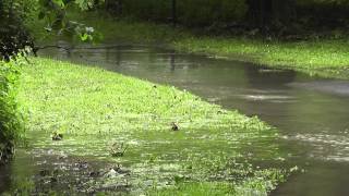 Hochwasser in Wolfenbüttel [upl. by Nnire576]