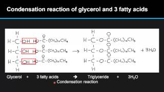 B46 Describe the condensation of glycerol and three fatty acid molecules to make a triglyceride [upl. by Cirdes]