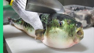 Eating Japans POISONOUS PufferFish ALMOST DIED Ambulance [upl. by Telford]