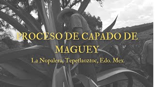 PROCESO DE CAPADO DE MAGUEY [upl. by Ignaz124]