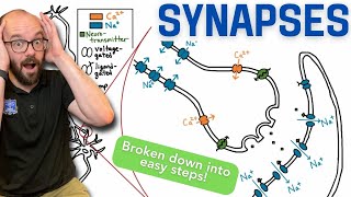 Synapses  Broken down into simple steps [upl. by Ydnat]