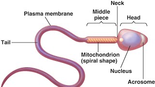 Spermatogenesis  How sperm cells are produced DrNY  theanatomylab [upl. by Adnoyek268]