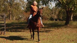 Laminitis Hoof Treatment vs The Natural Method [upl. by Savick349]