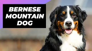 Bernese Mountain Dog 🐶 The Giant amp Fluffiest Mountain Dog [upl. by Pesvoh]