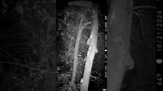 Trail camera wildlife trailcamactivity huntingequipment [upl. by Laryssa]