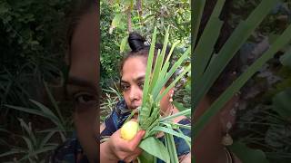 Sunday சும்மா ஒரு garden visit🍀Organic homegarden vlognaturehealthylifestyleshorts [upl. by Hoashis]