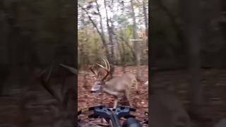 What would you do I’d shit my pants huntingseason huntingseason2024 deerhunting [upl. by Ecirpak]