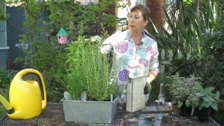 How to Grow Parsley amp Oregano  Garden Space [upl. by Eirrak]