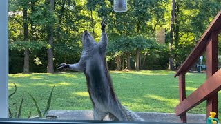 The gray Squirrel tried to get the birds food [upl. by Eerrehc]