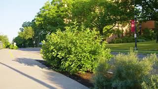 Cephalanthus occidentalis  Buttonbush [upl. by Marion]