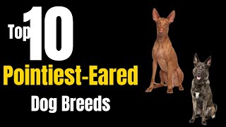 Top 10 Pointiest Eared Dog Breeds [upl. by Jolanta520]