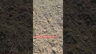 seed kanak wheat variety reels germinatingseeds [upl. by Roobbie]