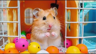 Hamster vs Maze for Pets  Escape the Best Challenges 🐹 Hamster Maze [upl. by Lugo]