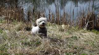 West Highland White Terrier Westie Bobby Opening of the frog hunting season [upl. by Sheelah]