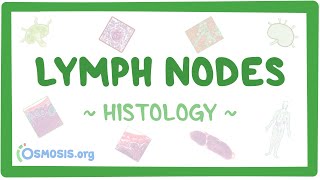 Lymph Nodes Histology [upl. by Naelcm]