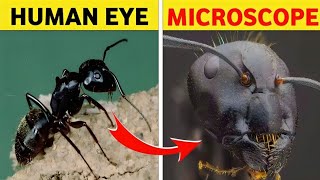 10 Things You Can See Only Under Microscope  Fact Gallery [upl. by Lemmueu789]