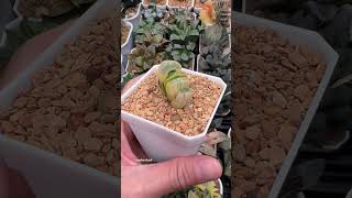 Haworthia Truncata cv Midori No Shima X Best Blue Var haworthia plants succulents plantlover [upl. by Darrel]