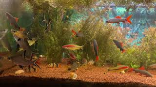 Cyprinidae aqvarium fishes waiting for feeding Denison barb Rainbow and Tricolor sharkminnow [upl. by Ifar]