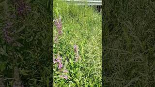 Purple Loosestrife flowers [upl. by Neurath806]