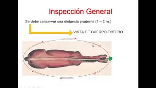 Aplomos y Balance en Equinos [upl. by Ellison]