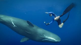 Feeling the Force of Sperm Whales Ultrasound  Super Giant Animals  BBC Earth [upl. by Hama]