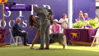 Collies Rough  Breed Judging 2024 [upl. by Annasoh]