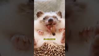 Abandoned little hedgehogsanimals hedgehog cute amazing pet healing foryou fyp London [upl. by Flinn]