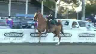 American Saddlebred Three Gaited horse named Secret [upl. by Naugal364]