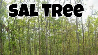 what is sal tree and its importance [upl. by Ferdinand]