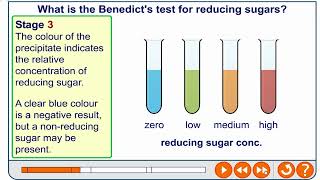 Benedicts test for reducing and nonreducing sugars [upl. by Thurlough697]