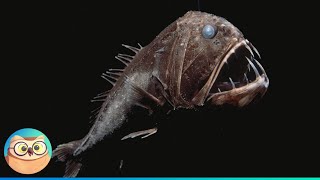 Deep Sea Creatures and How They Survive [upl. by William715]