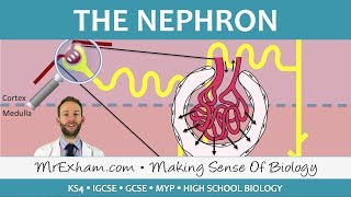 The Nephron  Ultrafiltration and Selective Reabsorption  GCSE Biology 91 [upl. by Hedi516]