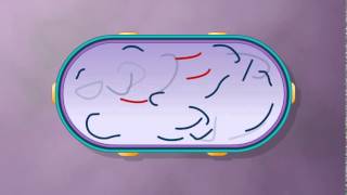 Generalized Transduction Bacterial Recombination Collected by Krishna Thapa [upl. by Edya]