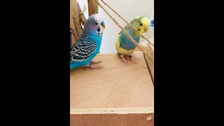 Happy budgies pair inspecting it do you know why 🥰 ❤️ birds budgies parakeet parrot [upl. by Chanda8]