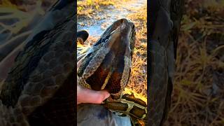 Unique technique to catch python shorts animals python [upl. by Najram235]