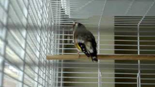 Goldfinch Chardonneret Mostarski Stiglic Part2 [upl. by Ettenad]